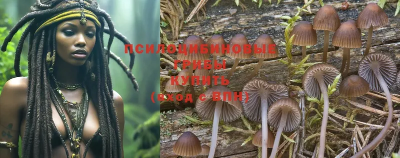 наркотики  Гудермес  Псилоцибиновые грибы Psilocybe 